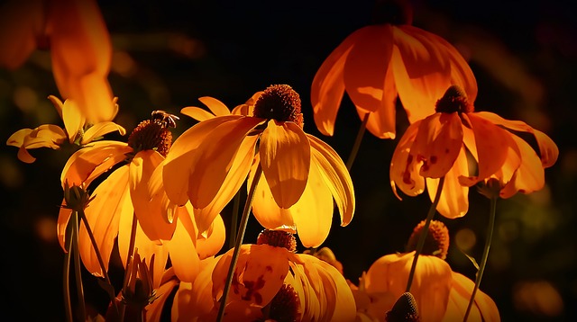 Soñar con el crecimiento de las plantas