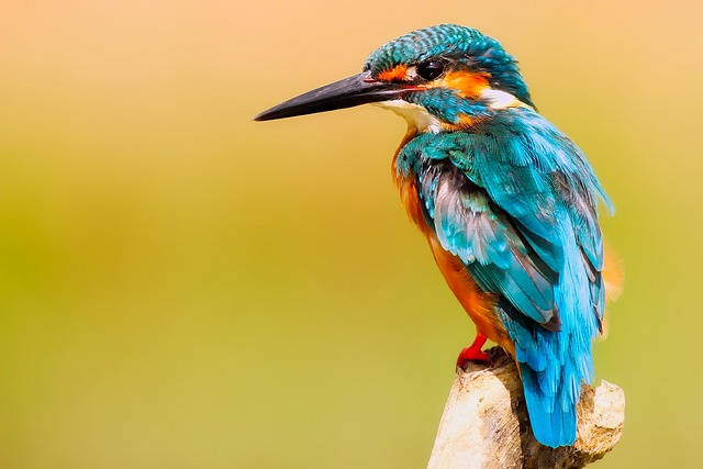 Soñar con aves pequeñas: un mensaje de libertad y delicadeza