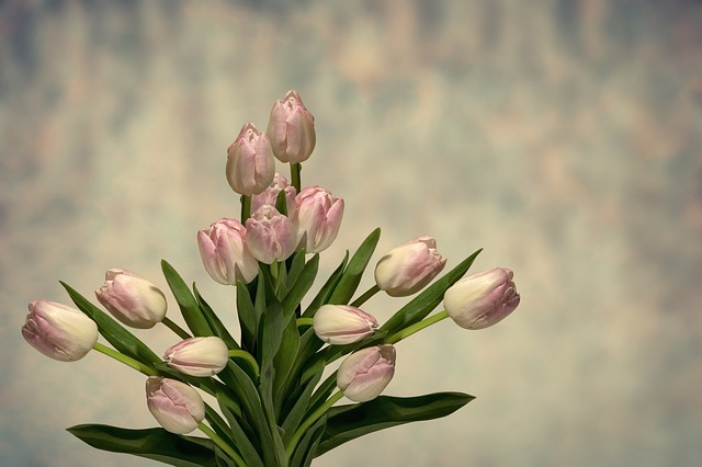 Soñar con claveles: significado y simbolismo de los sueños con esta hermosa flor