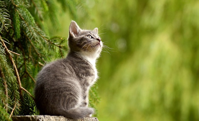 Soñar con felinos: Descubre el significado de tus sueños con estos majestuosos animales