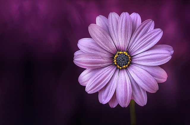 Soñar con la exótica flor de izote