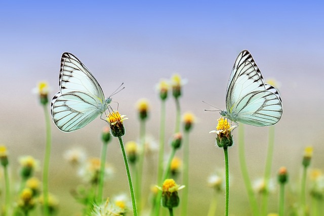 Soñar con claveles blancos: significado y simbolismo de los sueños con estas flores blancas